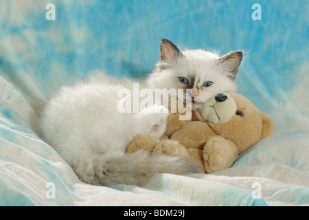 Gatti Sacri di Birmania - gattino con teddy Foto Stock
