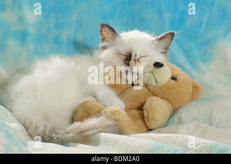 Gatti Sacri di Birmania - gattino con teddy Foto Stock