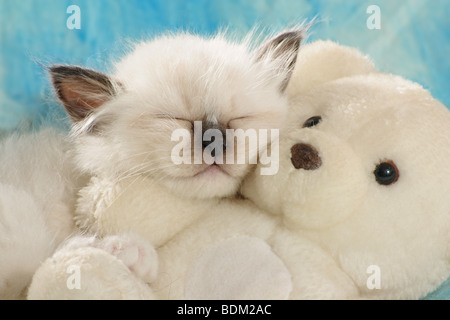 Gatti Sacri di Birmania - gattino con teddy Foto Stock