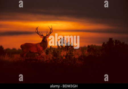 Red Deer bull - in piedi - tramonto / Cervus elaphus Foto Stock
