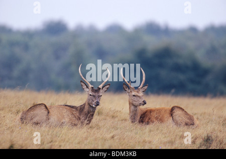 Due Red Deer tori con corna di velluto / Cervus elaphus Foto Stock