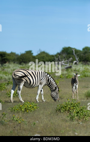 Damara zebra Equus quagga antiquorum mare con uccello parco nazionale Etosha Namibia Foto Stock