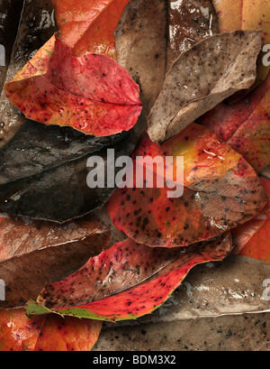 Tappeto di mahonia le foglie in autunno Foto Stock