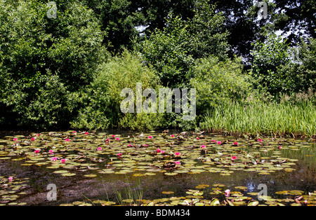 Una foresta stagno con diverse varietà di ninfee. Ninfei. Foto Stock