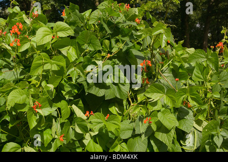 Runner piante di fagiolo Foto Stock