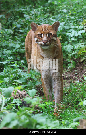 Asian Golden Cat (Pardofelis temminckii). Adulto permanente sulla vegetazione Foto Stock