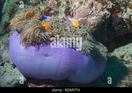 Una chiusa fino a magnifica anemone marittimo con Anemonefish rosa su una scogliera in Palau. Foto Stock