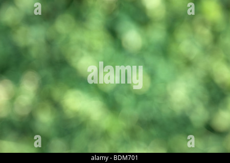 Abstract sfocare lo sfondo di una sfumatura di verde Foto Stock
