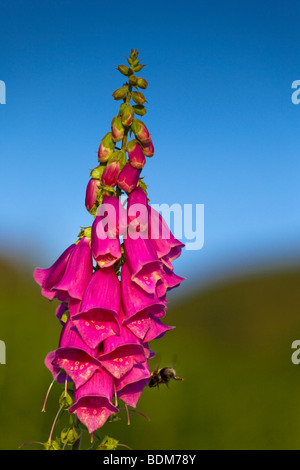 Bee per raccogliere il polline da un foxglove. Il Lake District Inghilterra REGNO UNITO Foto Stock