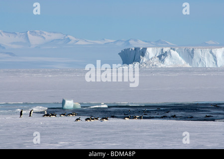Colonia di Pinguini imperatore schierate su ghiaccio per andare a pescare al di fuori della confezione congelata di ghiaccio nel Mare di Ross Western Antartide Foto Stock