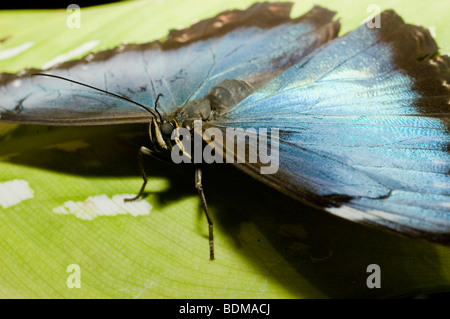 Blue morpho farfalla sulla foglia verde close up occhi e antenne Foto Stock