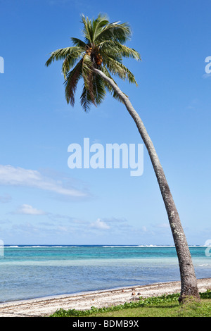 Una inclinazione Palm tree su una spiaggia a Rarotonga nelle Isole Cook nel Pacifico del Sud Foto Stock