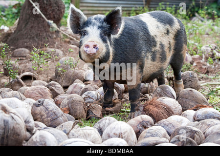 Un tethered pig Rarotonga nelle Isole Cook Foto Stock