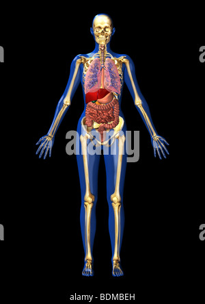 Anatomia umana illustrazione che mostra Foto Stock
