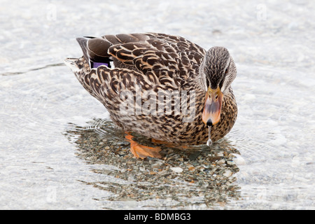 Un ritratto di un anatra sul lago di Queenstown Foto Stock