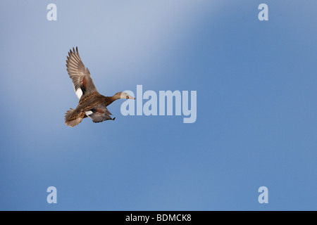 Canapiglia Anas strpera Drake in volo contro il cielo blu Foto Stock