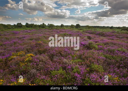 Kelling Heath North Norfolk Luglio Heather & fioritura Gorse Foto Stock