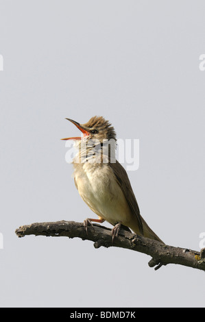 Grande Reed trillo (Acrocephalus arundinaceus) Foto Stock