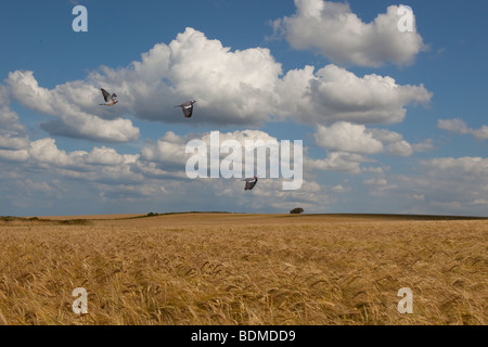 Colombacci Columba palumbus volando sopra la maturazione delle colture di cereali al momento del raccolto Foto Stock