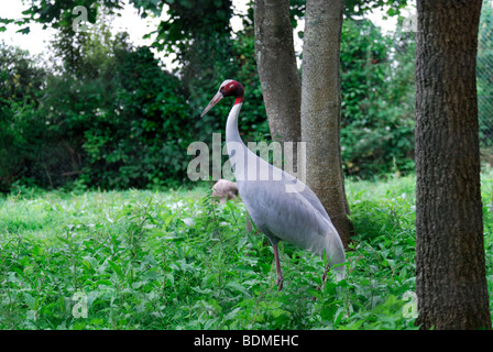 Gru Sarus Grus antigone in erba e la zona boscosa Foto Stock