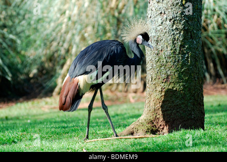 Grey Crowned Crane Balearica regulorum Foto Stock