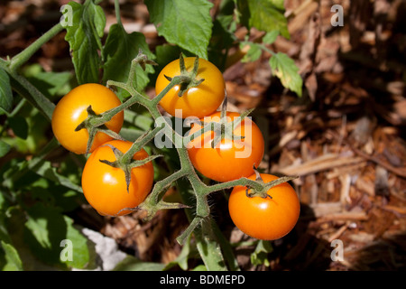 Sun zucchero ibrido FT pomodoro ciliegino USA Foto Stock