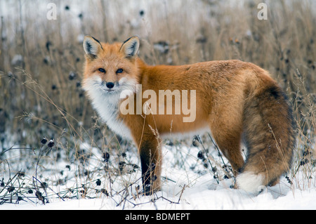 Red Fox (Vulpes vulpes vulpes), Nord America, di Dominique Braud/Dembinsky Foto Assoc Foto Stock