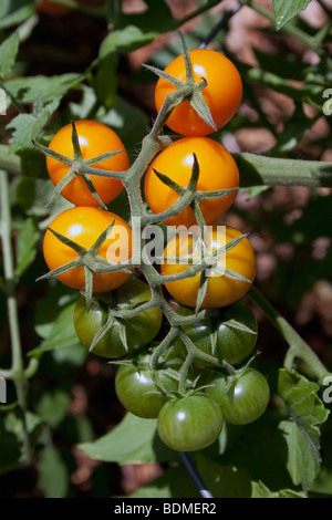 Pomodoro Cherry Sun Sugar FT Hybrid, di Carol Dembinsky/Dembinsky Photo Assoc Foto Stock