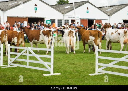 Vacche di vacca di Ayrshire che sono giudicate al Great Yorkshire Mostra in estate Harrogate North Yorkshire Inghilterra Regno Unito GB Gran Bretagna Foto Stock