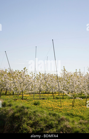 Prato con la fioritura dei ciliegi, Altes Land regione inferiore, Elba, Bassa Sassonia, Germania settentrionale, Germania, Europa Foto Stock