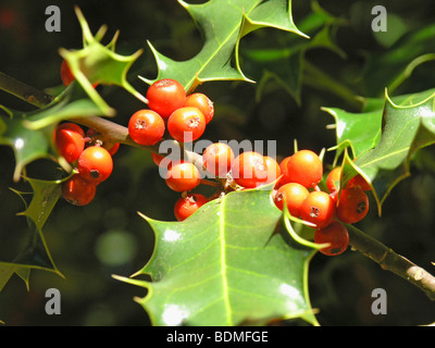 Holly ciuffo Ilex aquifolium Foto Stock