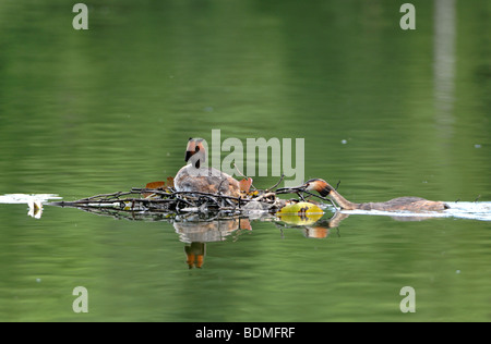 Svasso maggiore Podiceps cristatus sat femmina sul nido di sesso maschile con lati di ricostruzione Foto Stock