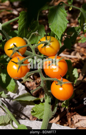 Pomodoro Cherry Sun Sugar FT Hybrid, di Carol Dembinsky/Dembinsky Photo Assoc Foto Stock