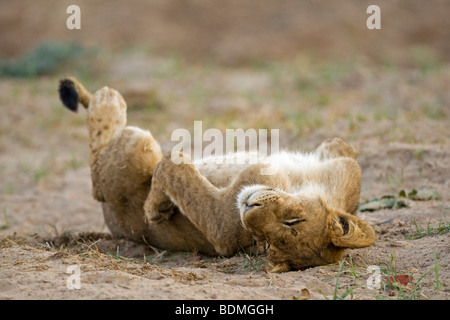 Stanco leoncello (Panthera leo), Sud Luangwa National Park, Zambia, Africa Foto Stock