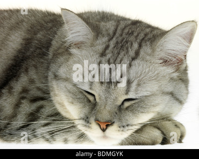 Gatto di sonno Foto Stock