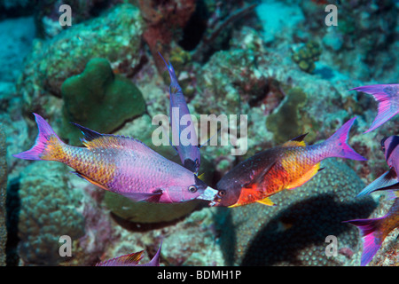 Il creolo wrasse (Clapticus parrai) presso la stazione di pulizia. Bonaire, Antille olandesi, dei Caraibi e Oceano Atlantico. Foto Stock