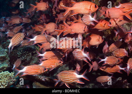 Crown squirrelfish (Sargocentron diadema) e Rosso (soldierfish Myripristis murdjan). Egitto, Mar Rosso. Foto Stock