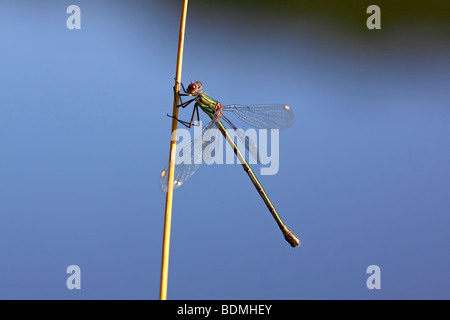 Salice femmina Damselfly Smeraldo (Chalcolestes viridis), femmina Foto Stock