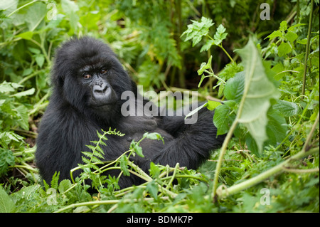 Gorilla di Montagna, Gorilla gorilla berengi, Parco Nazionale Vulcani, Ruanda Foto Stock