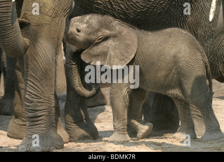 Elefante africano (Loxodonta africana) di vitello con la madre. Parco Nazionale di Hwange, Zimbabwe. Foto Stock