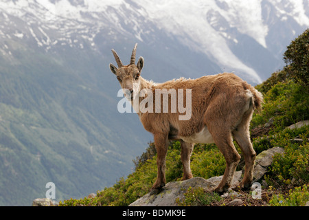 Stambecco delle Alpi (Capra ibex) nel massiccio del Monte Bianco a Chamonix-Mont-Blanc, Francia, Europa Foto Stock