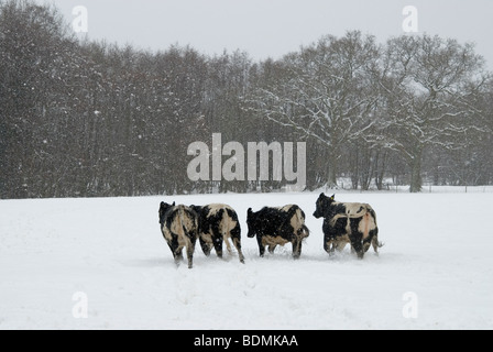 Scheda di Natale snowy scena con le vacche al galoppo in neve sul terreno coltivato in inverno Foto Stock