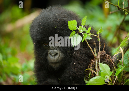 Gorilla di Montagna, Gorilla gorilla berengi, Parco Nazionale Vulcani, Ruanda Foto Stock