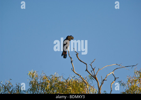 Red-tailed Black Cockatoo, Calyptorhynchus magnifico, Nuovo Galles del Sud, Australia Foto Stock