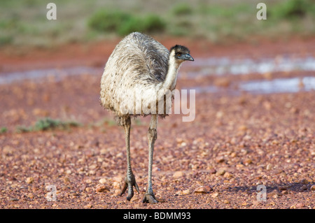 L'Uem, Wanaaring, Nuovo Galles del Sud, Australia Foto Stock