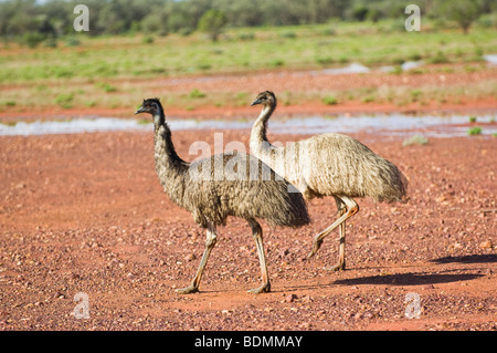 Emu, Wanaaring, Nuovo Galles del Sud, Australia Foto Stock