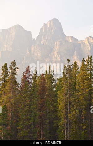 Lodgepole Pine Forest e il castello di montagna in distanza. Il Parco Nazionale di Banff, Alberta, Canada. Foto Stock