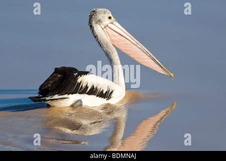 Australian Pelican, Diamantina River, Birdsville, Queensland, Australia Foto Stock