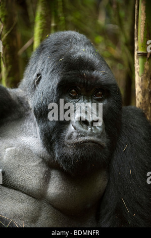 Gorilla di Montagna, Gorilla gorilla berengi, Parco Nazionale Vulcani, Ruanda Foto Stock