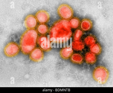 Immagini del individuati di recente H1N1 virus influenzale Foto Stock